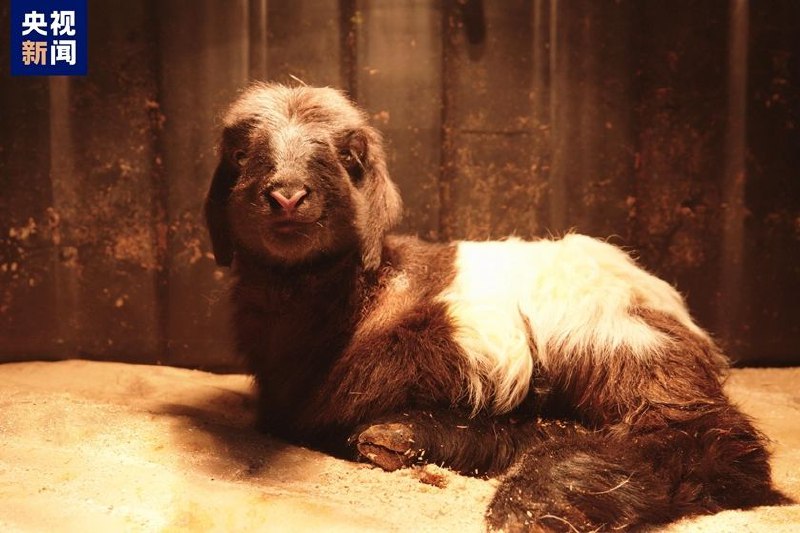 世界首例克隆藏羊在青海诞生世界首例克隆藏羊近日在中国的青海省诞生