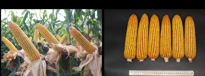 我国科研团队在玉米全基因组选择育种上获重大突破兰海介绍，该团队利用360份代表性自交系随机构建了2077个杂交组合，对产量相关性状进行了精准鉴定，并利用自主研发的新算法对360份自交系产生的64620个组合的产量性状进行了预测，从而构建了西南玉米区新的杂优模式