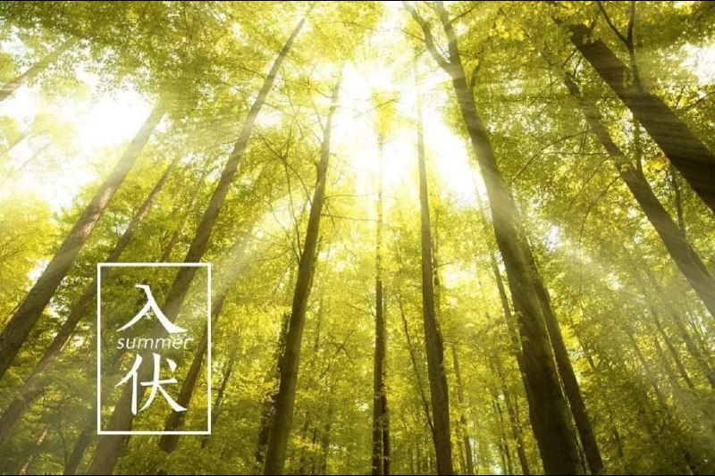 今日: 入伏连雨不知春去，一晴方觉夏深